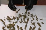 Droga, marijuana e hashish in casa: un arresto a Fiumicino