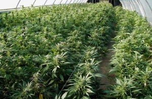 Una piantagione di marijuana in vista del Natale: scoperta serra ad Itri, 4 arresti