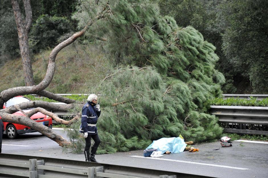 Dopo l’incidente mortale il cordoglio del Campidoglio: ‘Quel pino non aveva dato segni di cedimento’