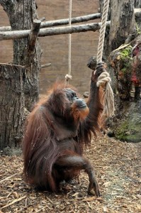 L'orango Petronilla