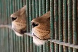 Maltrattamenti animali, tigre e leone in gabbie non adatte: salvati dal Corpo forestale