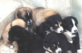 Animali, a Cassino scoperto commercio abusivo di cani
