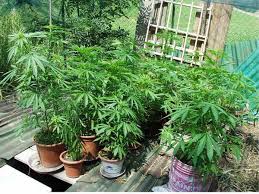 Corviale, aveva 25 piante di marijuana in casa: arrestato 56enne