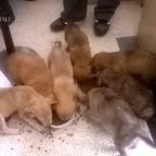 LAURENTINA - Abbandono di cuccioli davanti la sede della Polizia Locale, tutti affidati