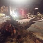 PRATI - Albero crolla in viale Mazzini: tragedia sfiorata