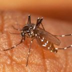 ANZIO - Casi di febbre Chikungunya: bloccate le donazioni di sangue