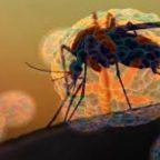 Il virus Dengue si trasmette anche per via sessuale