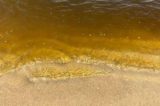 Sos liquami in mare sul litorale sud: bagni vietati da Ardea a Pomezia
