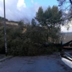 Maltempo a Roma: strade allagate e alberi caduti in città
