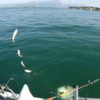 Tavoletta (Acli Terra): “Sosteniamo la tradizione della filiera ittica del coregone”