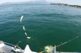 Tavoletta (Acli Terra): “Sosteniamo la tradizione della filiera ittica del coregone”