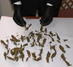 Droga, coltivavano marijuana: due arresti a Vetralla