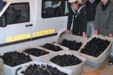 Santa Marinella, sequestrati ricci di mare: multa da 4mila euro
