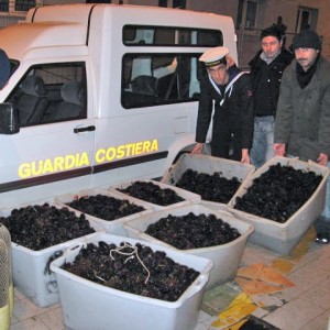 Santa Marinella, sequestrati ricci di mare: multa da 4mila euro