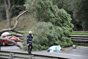 Il corpo del motocilista morto a causa della caduta di un albero in via Cristoforo Colombo