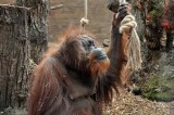 Al Bioparco è nata la nuova area degli oranghi