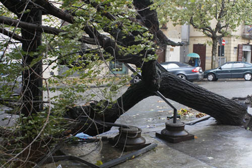 Emergenza alberi in Ciociaria: il vento abbatte le piante del monastero di San Lorenzo a Piglio