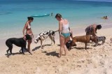 Earth: “Comune bocciato dal Tar sulla spiaggia non libera per i cani”
