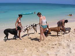 Maccarese, Baubeach: festa di ferragosto in spiaggia dedicata ai cani