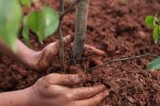 Roma, ‘Dona un albero’: con 250 euro la dedica è verde