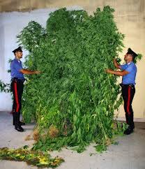 Ardea, coltivava marijuana in un container- serra: arrestato 45enne