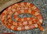 Montesacro, serpente nascosto in un condominio: preso dalla Forestale e consegnato a un'associazione