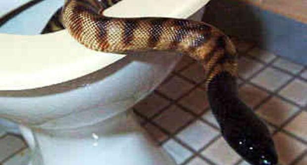 Labico, trova un serpente di due metri nel piatto doccia: paura per una 81enne