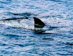 Fiumicino, lo squalo abbocca all'amo del baby-pescatore