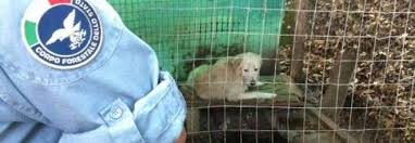 Tolfa, scoperto canile lager: 50 animali stipati in celle prive di igiene