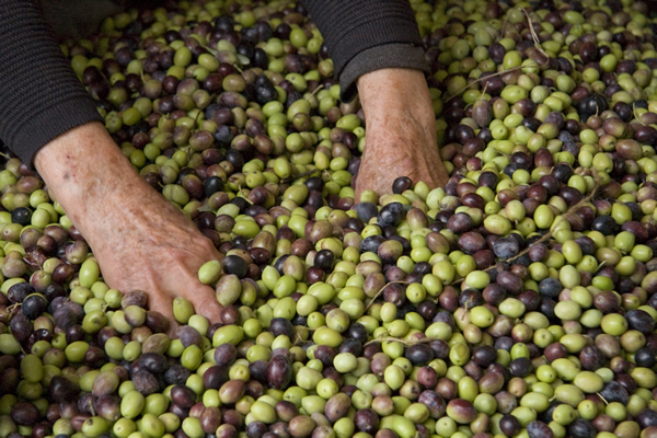 Agricoltura, la raccolta delle olive segna -70%: la Ciociaria chiede lo stato di calamità