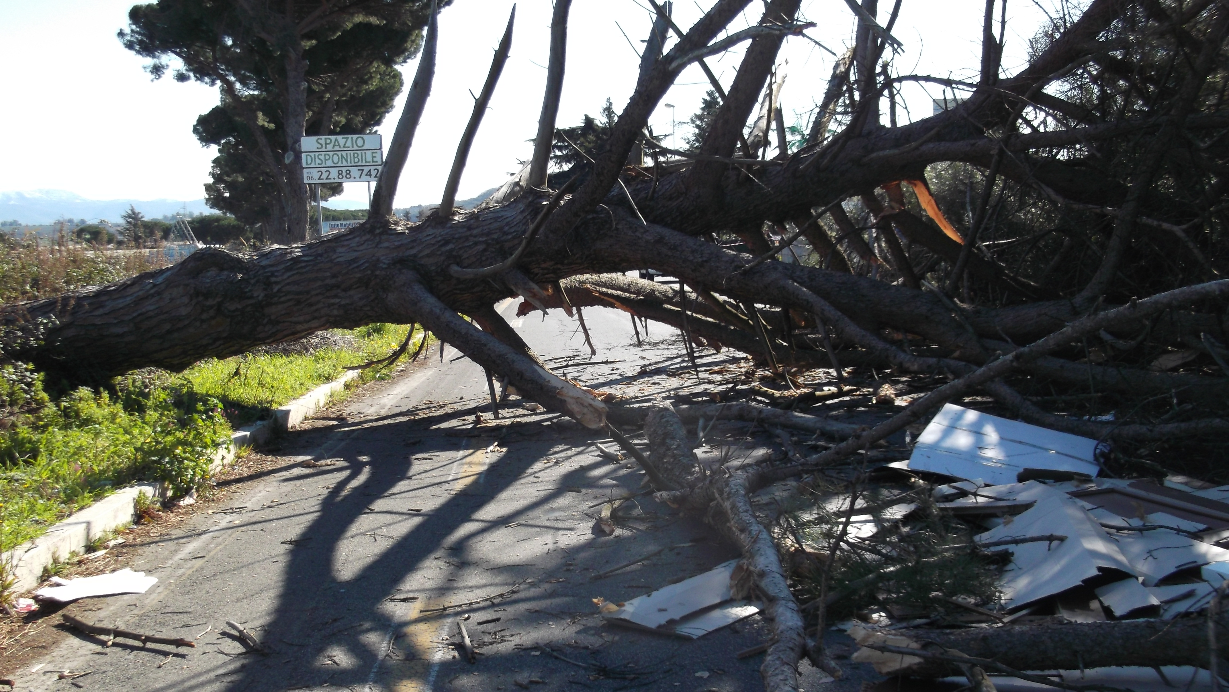 Maltempo, strage di alberi a causa del vento forte