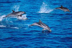 I delfini tornano a solcare le acque di Ladispoli