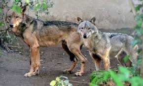 Bioparco, arrivano 4 lupi europei dallo zoo olandese di Dierenrijk