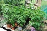 Colleferro: marijuana e metadone pronti per la vendita, un arresto