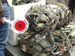 Esquilino, sigilli ai banchi del mercato del pesce: 200 chili distrutti