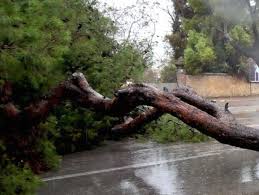 Maltempo, numerosi alberi caduti sul territorio di Fiumicino