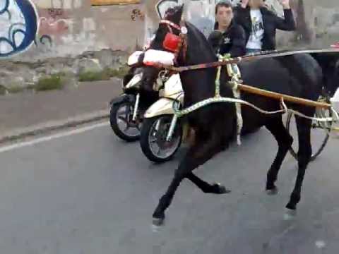 Cassino, corse clandestine di cavalli: 9 denunciati