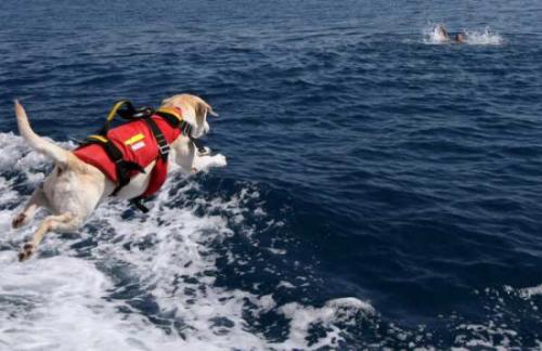 Rischiano di annegare: padre e figlia salvati da cani-bagnino