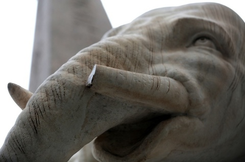 Sfregiato l’elefante del Bernini in piazza della Minerva: rotta una zanna