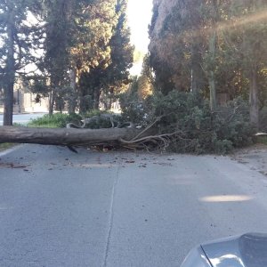 TERME DI CARACALLA - Cade un albero per il freddo e il forte vento