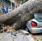 GIANICOLO - Cade albero, danneggiata automobile