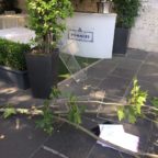 VIA VENETO - Un ramo cade sui tavolini di un ristorante