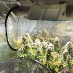 GIANICOLENSE - Avevano in casa una serra di marijuana: tre arresti