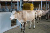 Regione Lazio, Hausmann: “14 milioni agli allevatori per il benessere animale”
