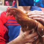 PRATI - Una gallina gira per strada, salvata da due giovani