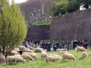 pecore-raggi