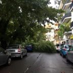 Maltempo: strage di alberi, ferita una coppia.Crolli a Trieste, Montesacro e Talenti