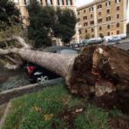 Strage di alberi e traffico in tilt, il vento flagella Roma