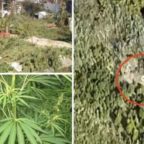 Scoperta piantagione di marijuana sul Tevere: condannato contadino-spacciatore​