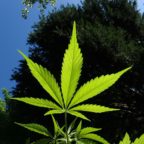 Pro Vita & Famiglia: «Emendamento su cannabis light 
